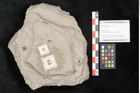 Foto (Objekt + Etikett) von Plantae indet.  (NHMW-GEO-2024-0188-11444)